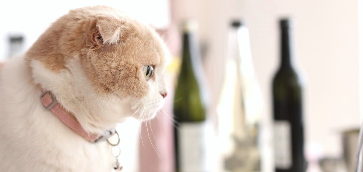 日本酒のタイプ別に楽しむ！手作りおつまみレシピまとめ【有美と小麦の酒日記】